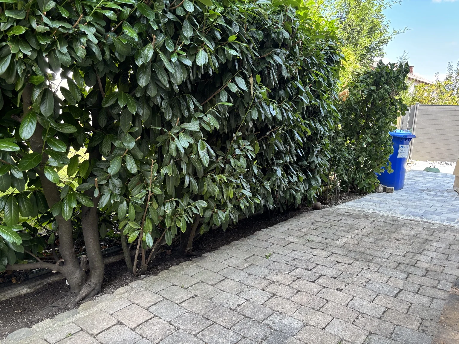 Nachher: sauber gepflegte Hecke und Fläche