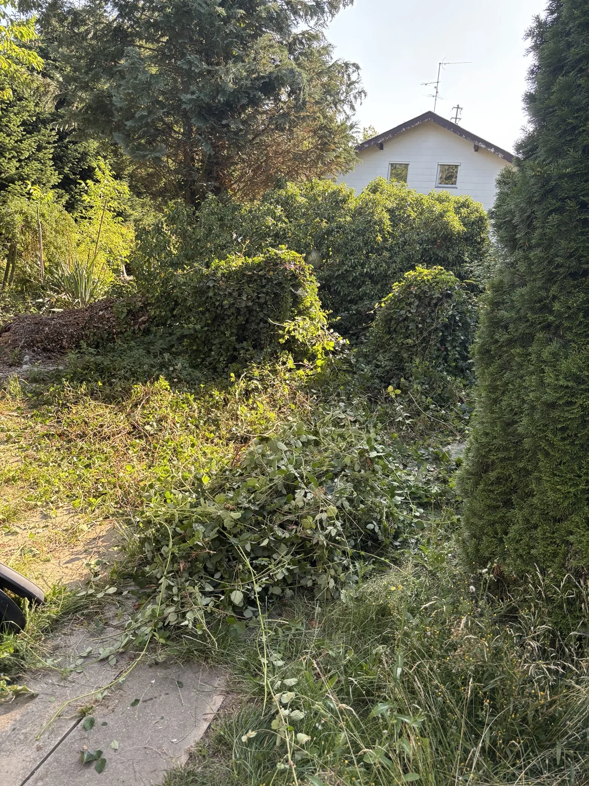 Vorher: überwachsene Gartenfläche