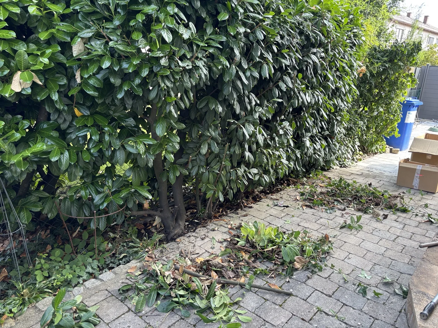 Vorher: Schnittgut an einer Hecke